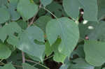 Paper mulberry